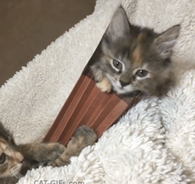 Kitten wrapped in a blanket (inside an accordian folder (Redweld)