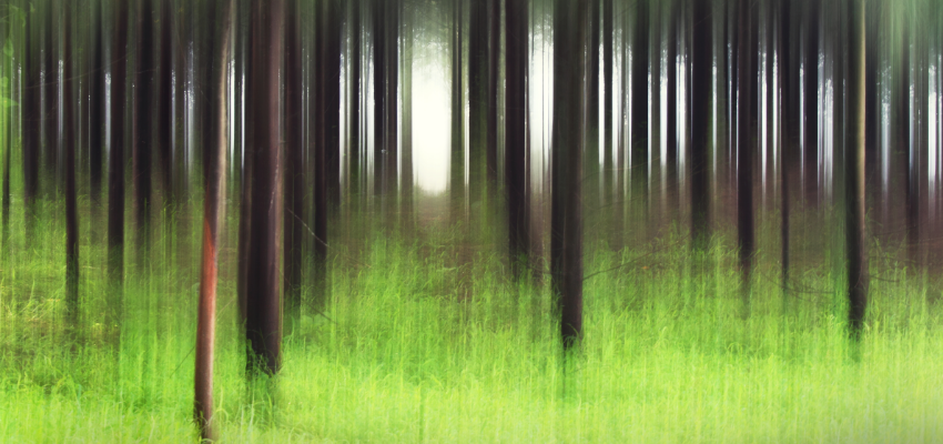 Impressionistic Forest and Trees