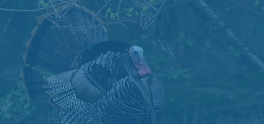 Full grown Turkey with expanded feathers in the wild.