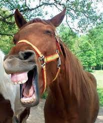 A horse with it's mouth open