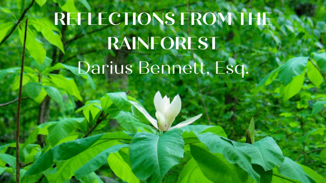 Reflections from the Raiinforest, Darius Bennett, Esq text over a lush green forest, with beautiful white flower.